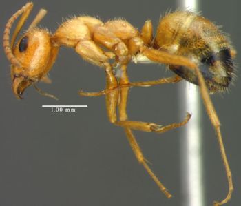 Media type: image;   Entomology 21715 Aspect: habitus lateral view